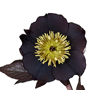 zwarte Helleborus orientalis