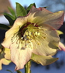 Helleborus orientalis Picotee Abrikoos