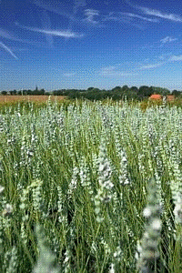 witte lavandin op ons kweekveld