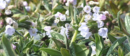 Pulmonaria 'Opal' (Ocupol) Is een van onze favorieten vanwege de grote bleek opaal-blauwe bloemen. Het blad heeft grote zilveren plekken