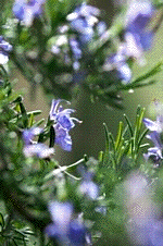 'Fota Blue' rozemarijn, een van de donkerste