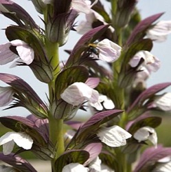 Acanthus balcanicus 'White Lips' (hungaricus)