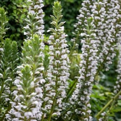 Acanthus mollis 'Rue Ledan' ('Jeff Albus')