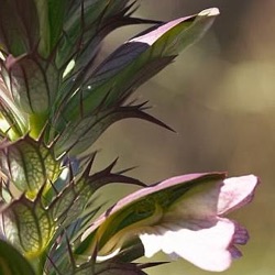 Acanthus spinosus