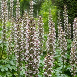 Acanthus 'Summer Beauty'