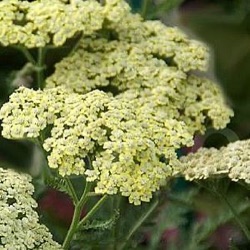 Achillea 'Hymne'