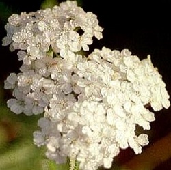 Achillea millefolium 'Schneetaler'