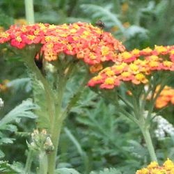 Achillea millefolium 'Walter Funcke'