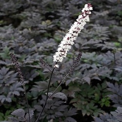 Actaea ramosa 'Hillside Black Beauty' ®  (Cimicifuga)