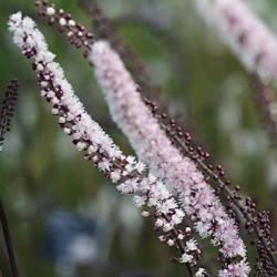 Actaea simplex 'Pink Spike' ®  (Cimicifuga)