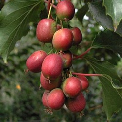 Actinidia arguta 'Ken's Red'