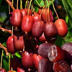 Actinidia arguta Scarlet September ('Mirzan' ®)