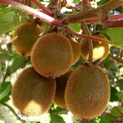 Actinidia deliciosa 'Jenny'