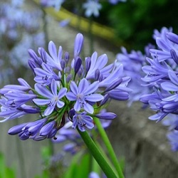 Agapanthus africanus