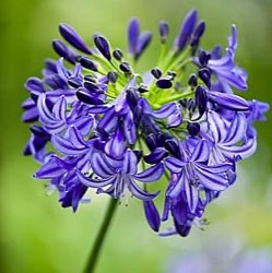 Agapanthus 'Navy Blue' ('Midnight Star')