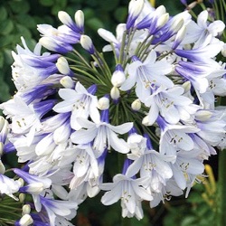 Agapanthus 'Twister'