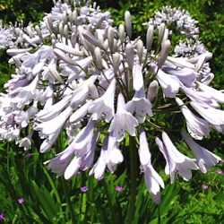 Agapanthus 'Windsor Grey'