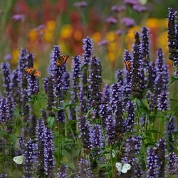 Agastache 'Blackadder'