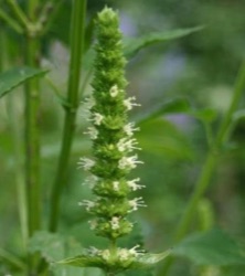 Agastache nepetoides