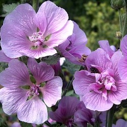 Alcalthaea x suffrutescens 'Parkrondell'