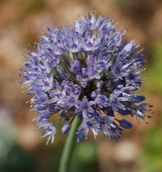 Allium caeruleum