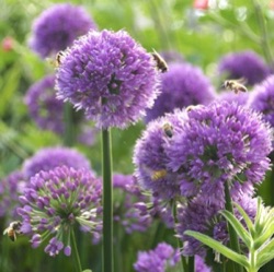 Allium 'Millenium'