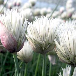 Allium schoenoprasum 'Elbe'