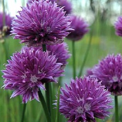 Allium schoenoprasum