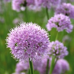 Allium 'Summer Beauty' ®