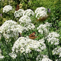 Allium tuberosum