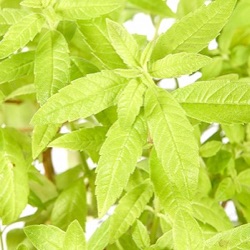 Aloysia triphylla 'Golden Wind' (Lippia citriodora)