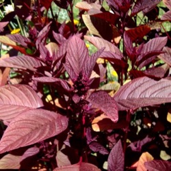 Amaranthus tricolor 'Zeya' (A. gangeticus)