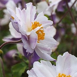 Anemone 'Dreaming Swan' ®