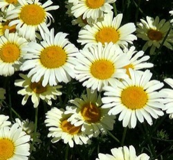 Anthemis tinctoria 'Lemon Ice'