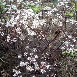 Anthriscus sylvestris 'Ravenswing'