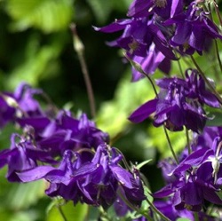 Aquilegia alpina