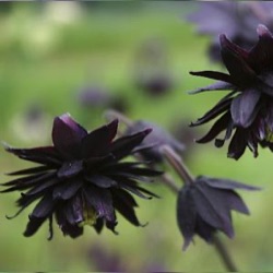 Aquilegia vulgaris var. stellata 'Black Barlow'