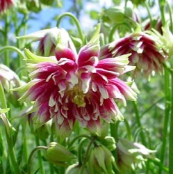 Aquilegia vulgaris var. stellata 'Nora Barlow'