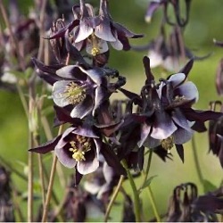 Aquilegia vulgaris 'William Guiness'