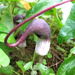 Arisarum proboscideum