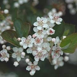 Aronia melanocarpa 'Viking'