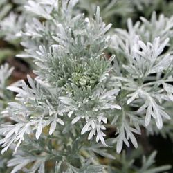 Artemisia absinthium 'Lambrook Mist' ('Lambrook Silver')