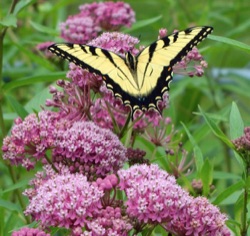 Asclepias incarnata