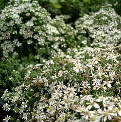 Aster ericoides f. prostatus 'Snow Flurry'