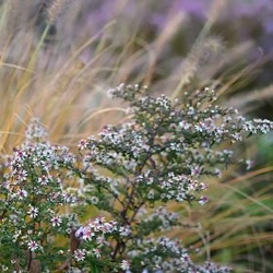 Aster lateriflorus 'Prince'