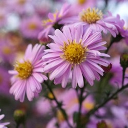 Aster novi-belgii 'Strawberry & Cream'