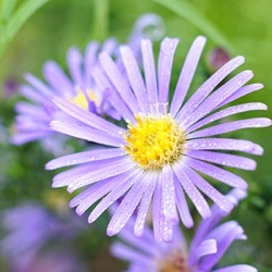 Aster oblongifolium 'October Skies' (Symphyotrichum)