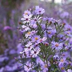 Aster 'Vasterival'