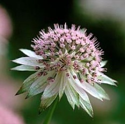 Astrantia 'Buckland'