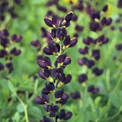 Baptisia 'Decadence Dutch Chocolate'